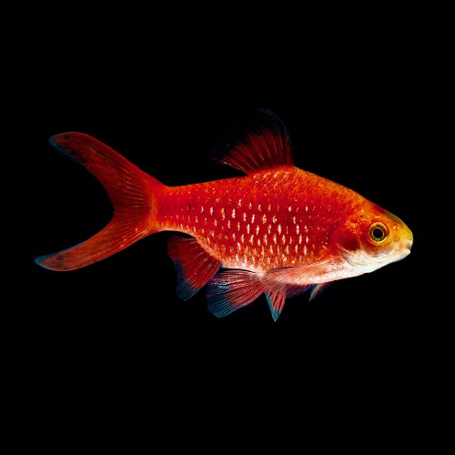Barbus conchonius super red neon M